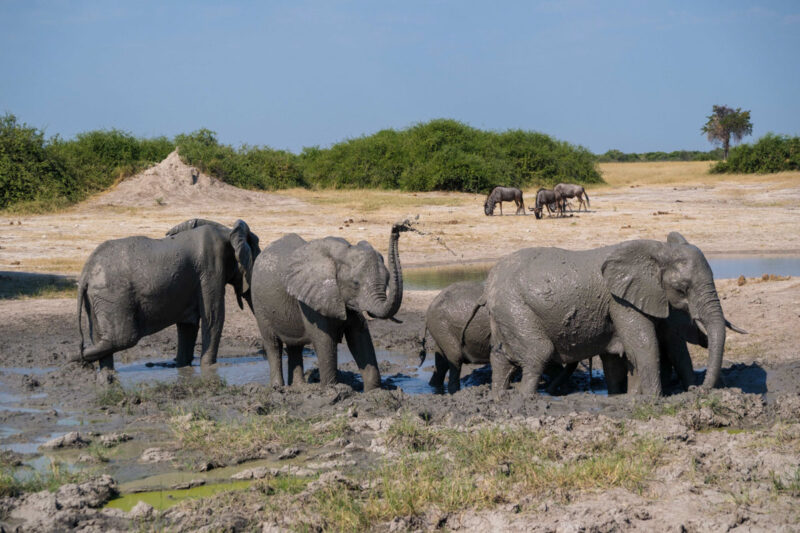 ノガツァ地区、象の群れの泥浴び。ヌー達も水場へ来ている。