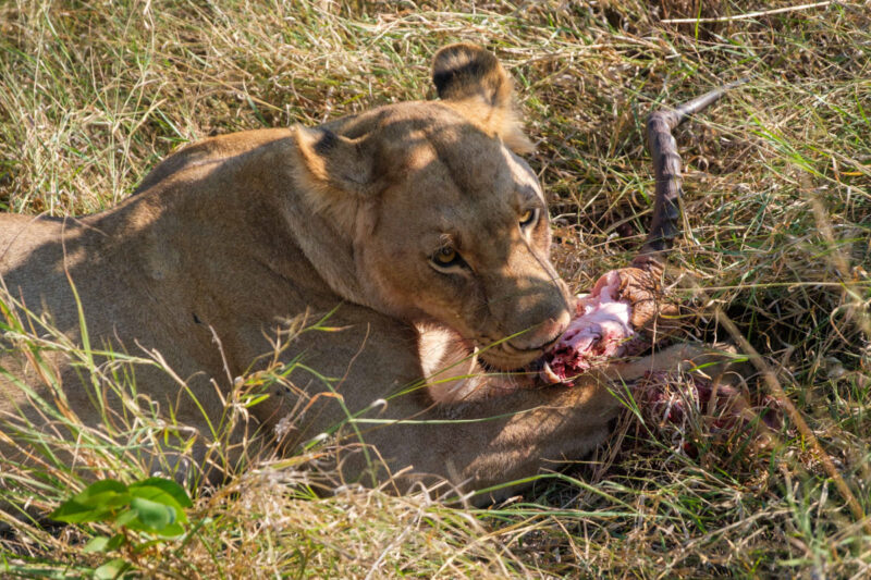 インパラを食べるライオン。水を飲んでいたヒョウの獲物を奪ったのではないかとのこと。