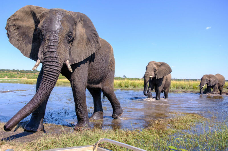 中洲にボートをつけて休憩中、ゾウ達が目の前を通る。