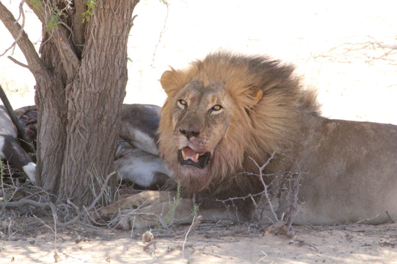捕らえたオリックスを食べるライオン