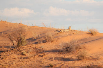 「2023.12.30発 ボツワナ・キャンプ カラハリ・トランスフロンティア 10日間」の写真