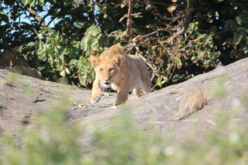 父親を追って、木陰から飛び出してきた子ライオン