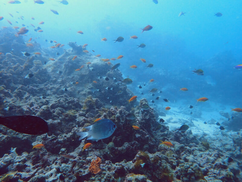 明るいサンゴ礁の海にたくさんの魚