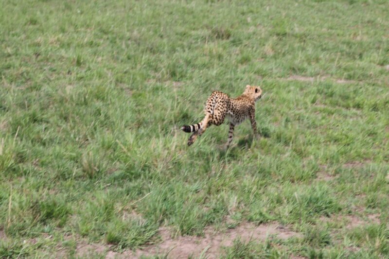 チーターの狩り