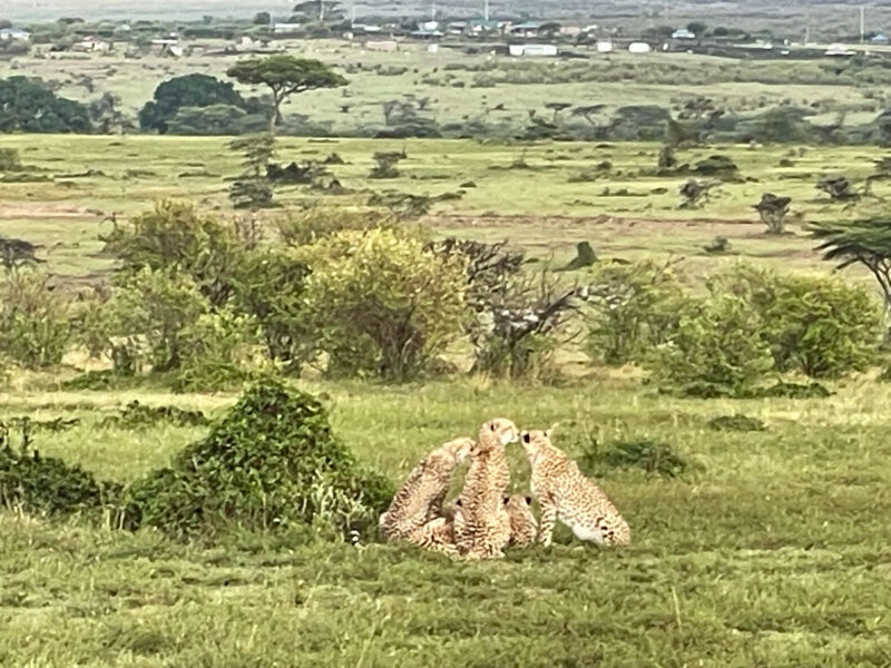 毛づくろい中のチーター家族