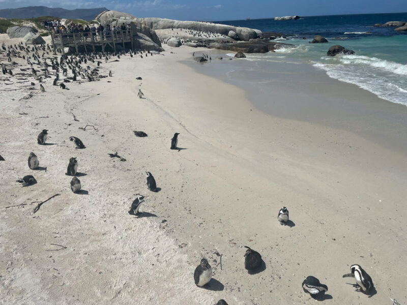 見飽きることがないケープペンギン