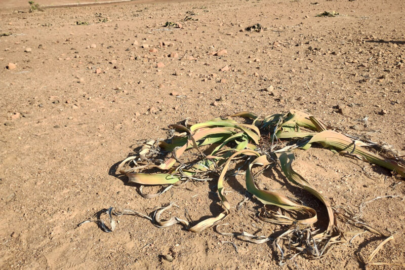 ウェルウィッチア。和名、奇想天外。