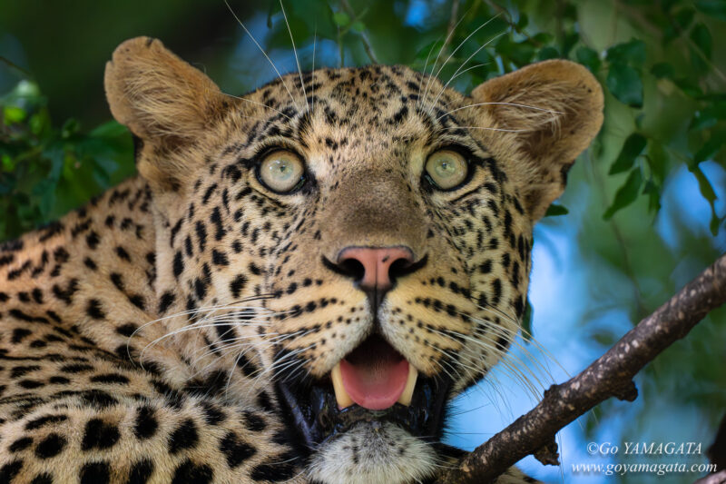 遠くにいる草食獣が気になるヒョウ