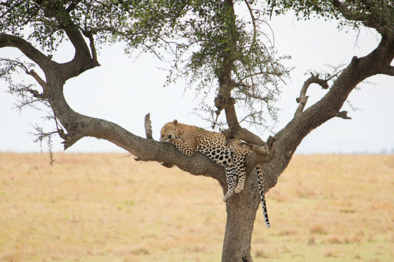 すやすや眠るヒョウ。気持ちよさそうです。