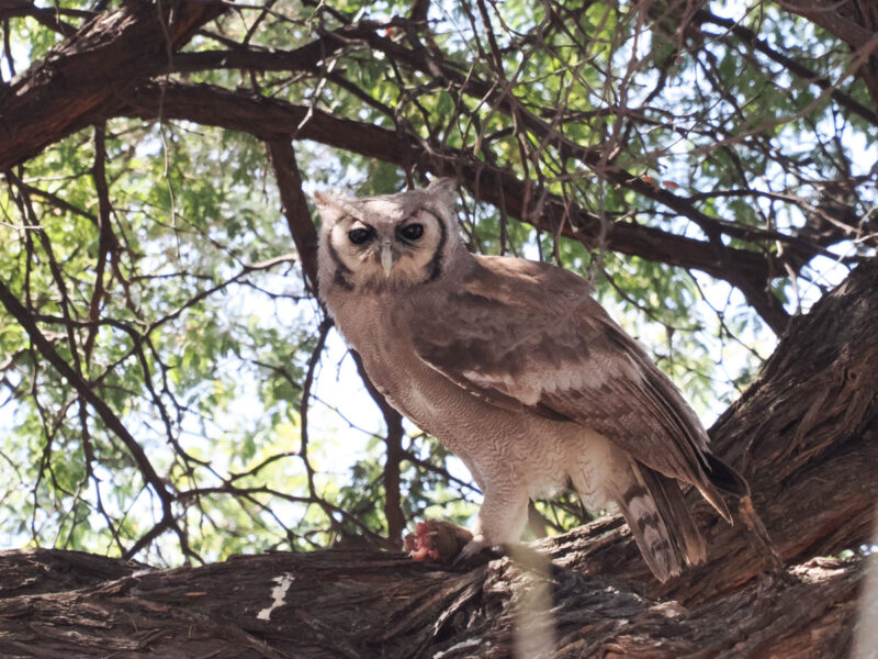 クロワシミミズクが前日と全く同じ木の上で獲物を食していました