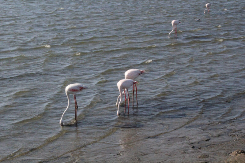 なんとか辿り着いたウォルビスベイ。フラミンゴが海辺でリラックスしています。