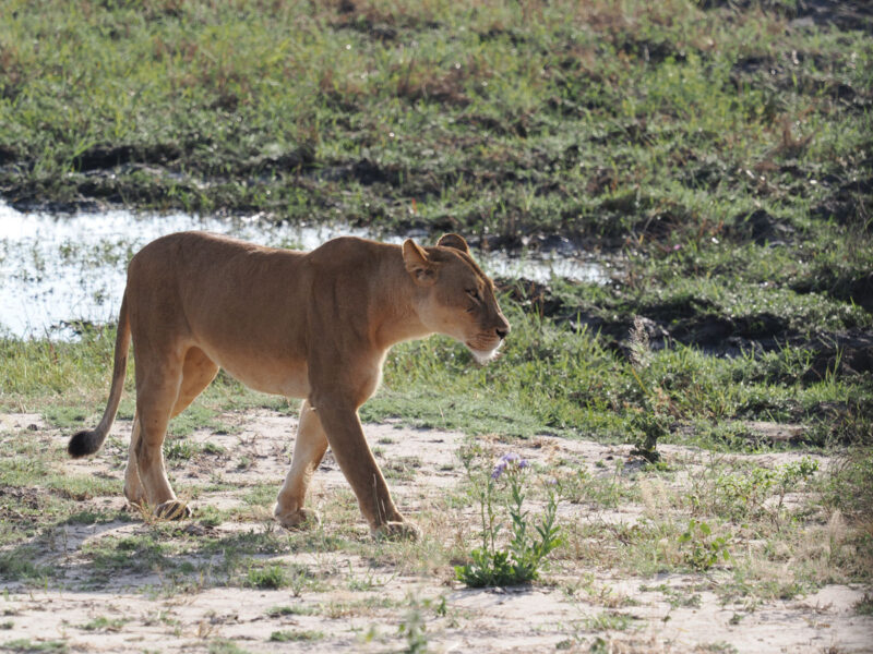 幼獣を連れて移動中のメスライオン、獲物を探している雰囲気あり