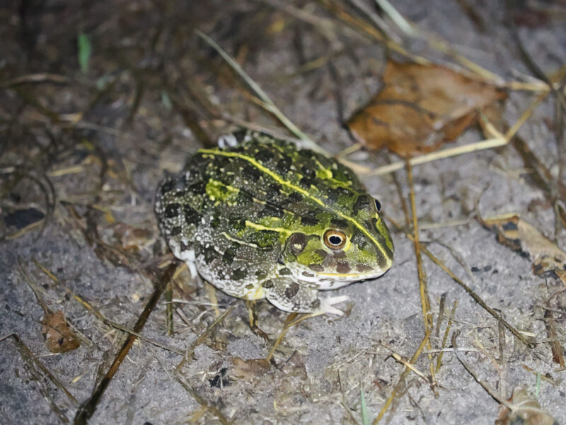 水気が多いからか、今回の夜のキャンプへの訪問者はアフリカウシガエルでした