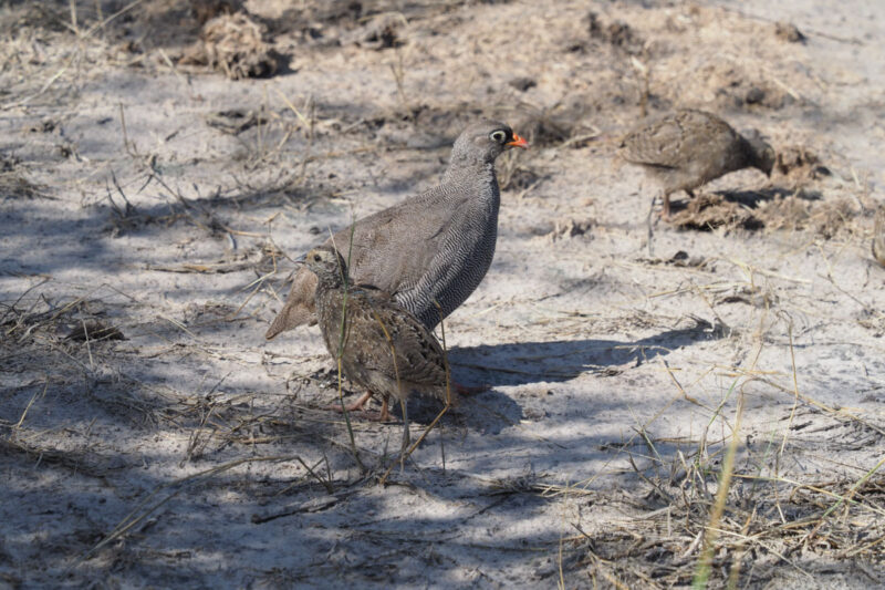雛鳥を連れたサザナミシャコ