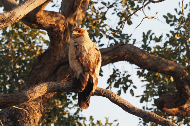 ソウゲンワシ(TAWNY EAGLE)
