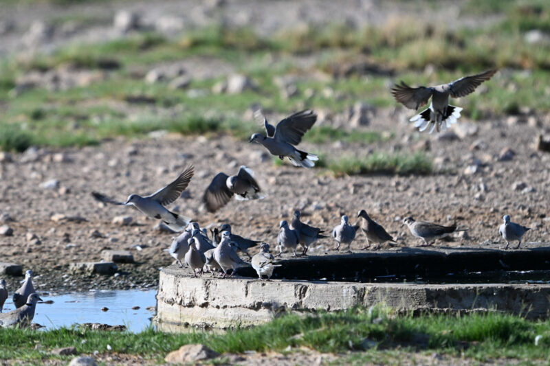 水場に動物は見当たらず、鳥の群れ(アフリカジュズカケバト)だけでした