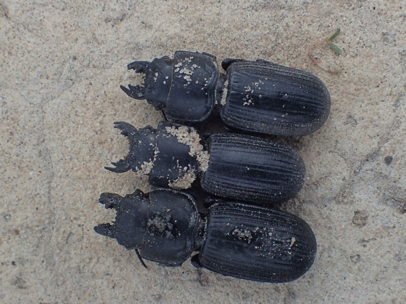 テント撤収時に見つけたクワガタ
