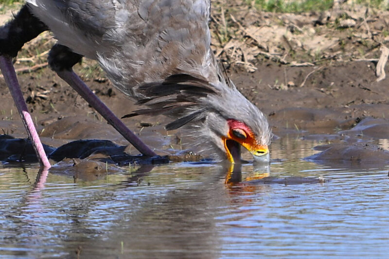 水を飲むヘビクイワシ