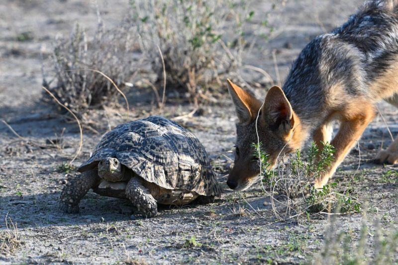 ヒョウモンリクガメに興味津々なセグロジャッカル