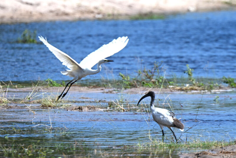 鳥を見るのならチョベ川周辺です　ダイサギとアフリカクロトキ