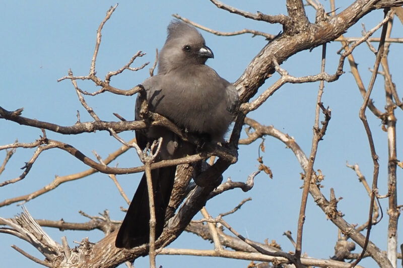 GREY GO-AWAY BIRD　ムジハイイロエボシドリ