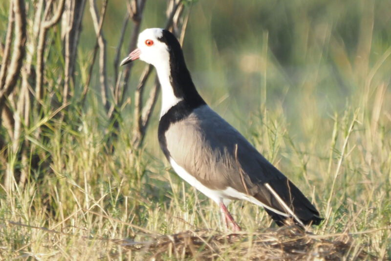 LONG-TOED LAPWING　レンカクゲリ