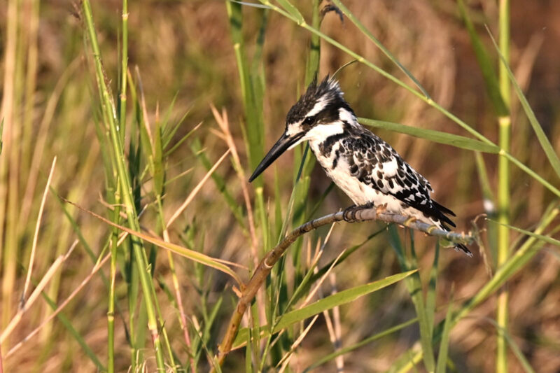 PIED KINGFISHER ヒメヤマセミ