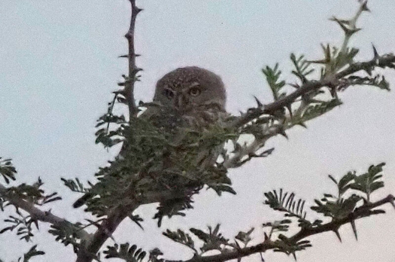 小さすぎて撮りにくいアフリカスズメフクロウ