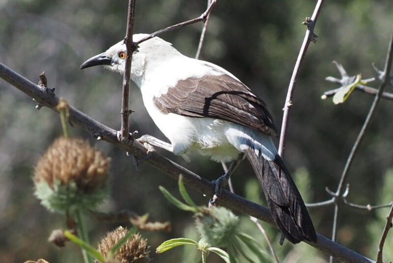 SOUTHERN PIED BABBLER　シロクロヤブチメドリ