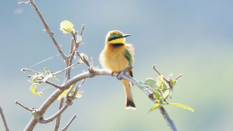 色鮮やかなLITTLE BEE EATER　ヒメハチクイ