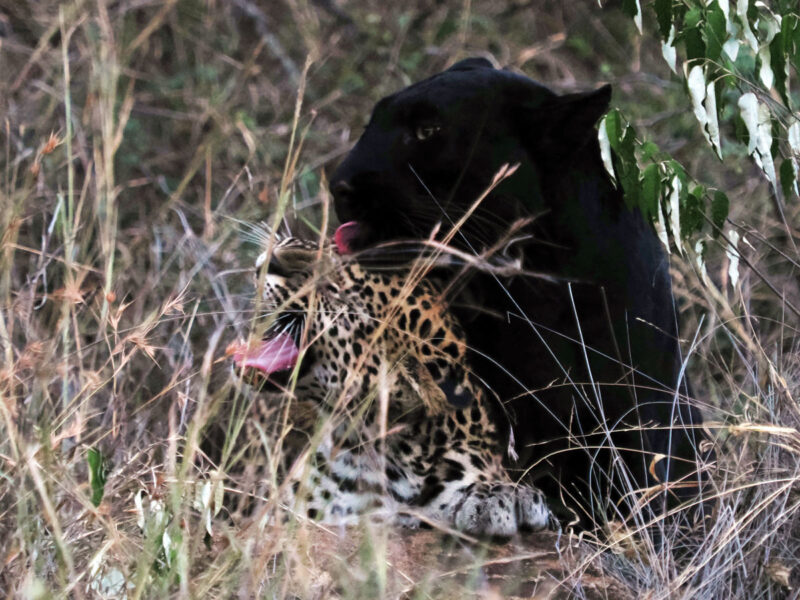 親はクロヒョウ、子供は普通のヒョウという、ちょっと神秘的な光景