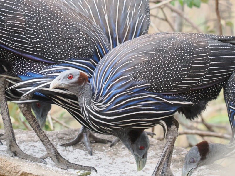 赤道以北に生息するフサホロホロチョウ