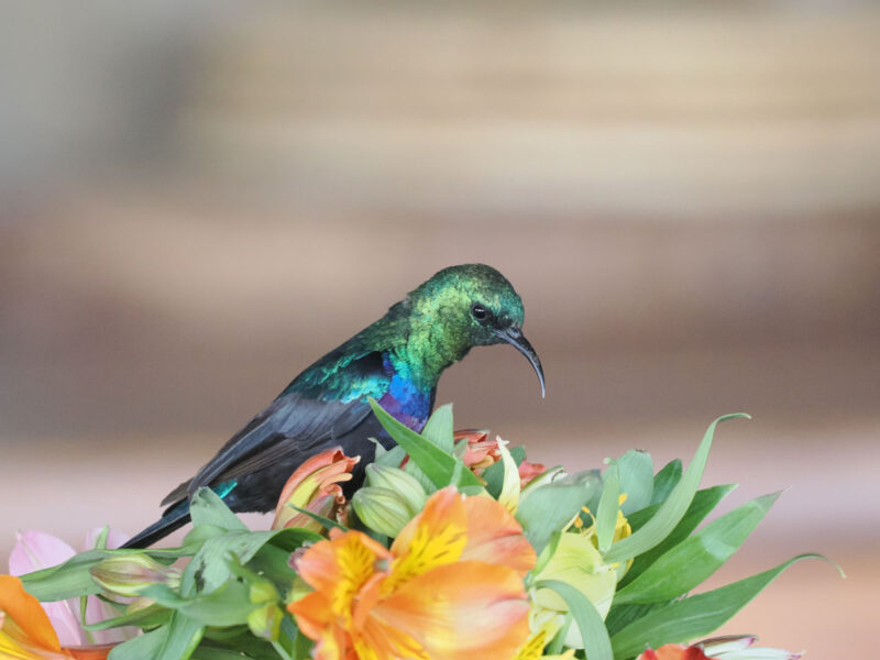 ダイニングの花瓶に飛来したヒガシニシキタイヨウチョウ