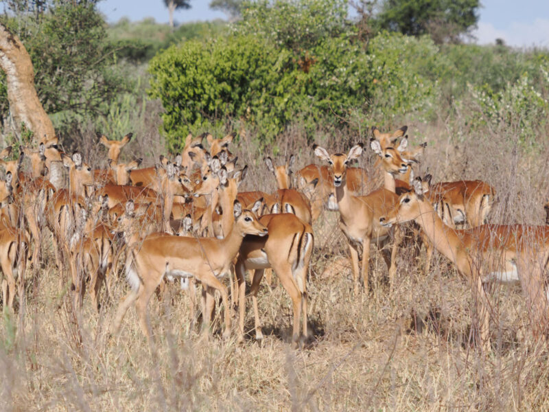 ヒョウの捕食対象となるインパラも群れで生息しています