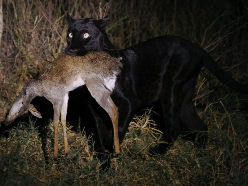 15分間程度で仕留めた3つ目の獲物、このディクディクは自分用らしく、樹上に運んですぐに食べ始めました