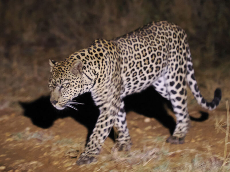 最後の夜のサファリでGIZAの代わりに彼女のテリトリーに現れたオスヒョウのKOVU(スワヒリ語で「傷」の意味、顔面に大きな傷跡がある)