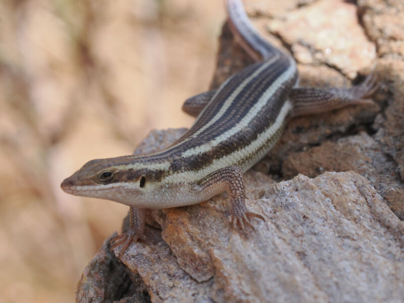 African Striped Skink、和名はないのかもしれませんが、名づけるならアフリカシマトカゲ