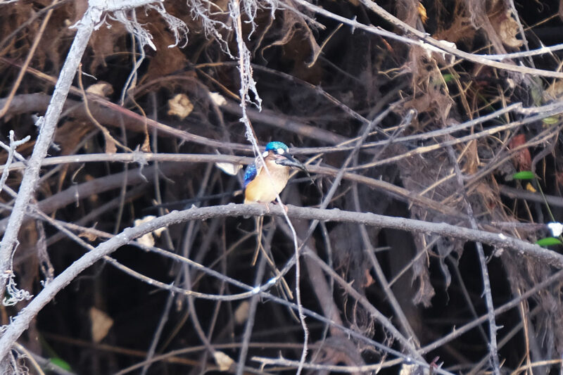 カンムリカワセミ