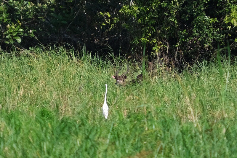 初めガイドしか見えなかったシタトゥンガのオス