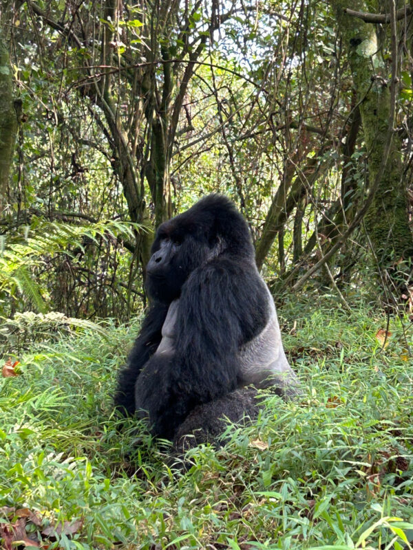 ボスのマーク