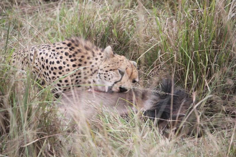 獲物にかぶりつくチーター