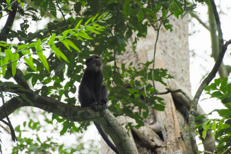 Putty-nosed monkey