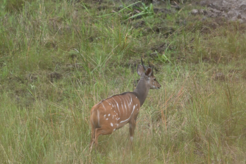 ブッシュバック見つけた