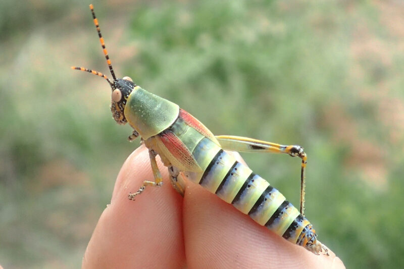 ランチタイムでバッタ