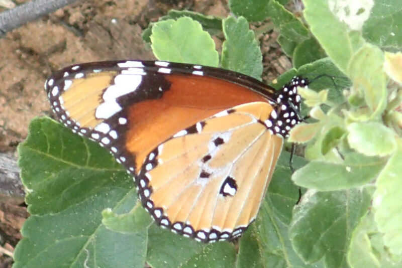 ランチタイムでチョウチョ