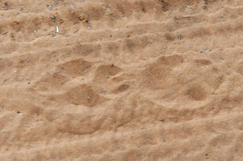 入ってすぐのところにライオンの足跡が