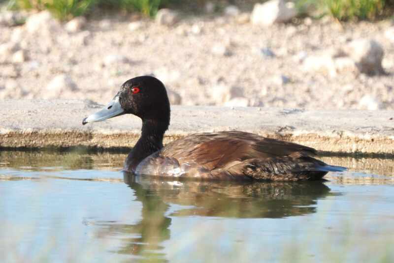 ネッタイハジロ