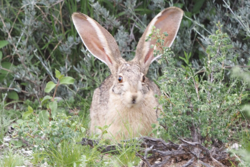 ウサギはよく見かけます