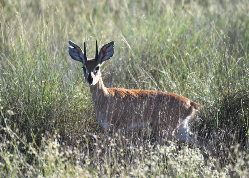 スティンボック