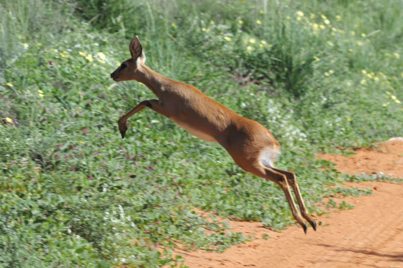 道にいたのが驚いてブッシュへ